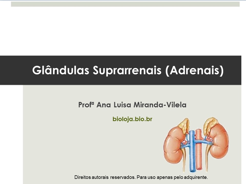 Glândulas Suprarrenais (Adrenais) slide 0