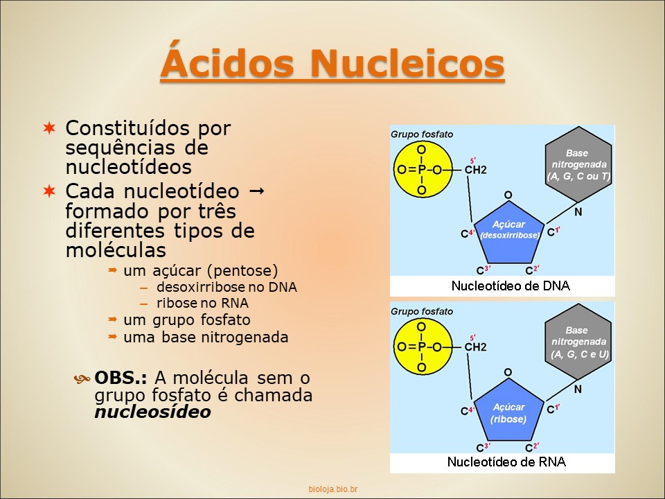 Ácidos nucleicos slide 1