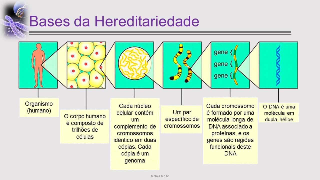 Bases moleculares e citológicas da hereditariedade slide 1