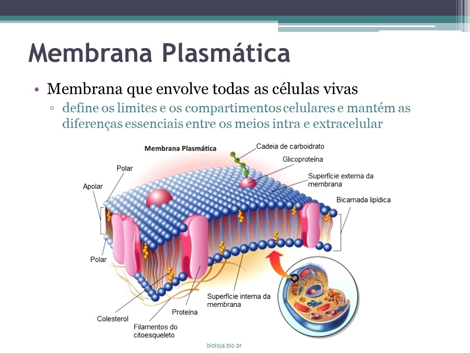 Membrana plasmática e transporte slide 1