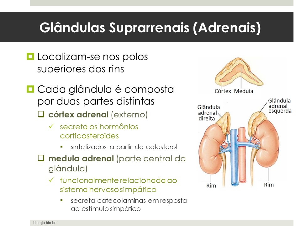 Glândulas Suprarrenais (Adrenais) slide 1