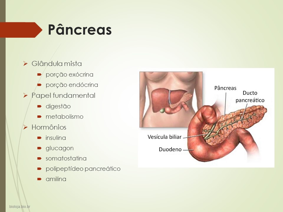 Pâncreas endócrino slide 1
