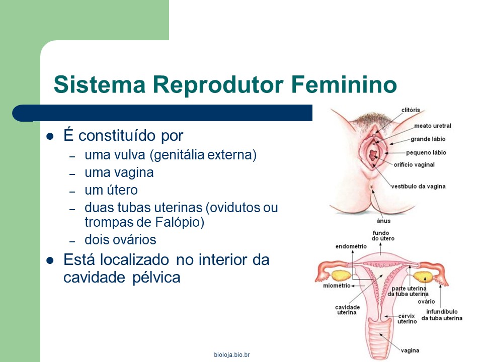 Sistema reprodutor feminino slide 1