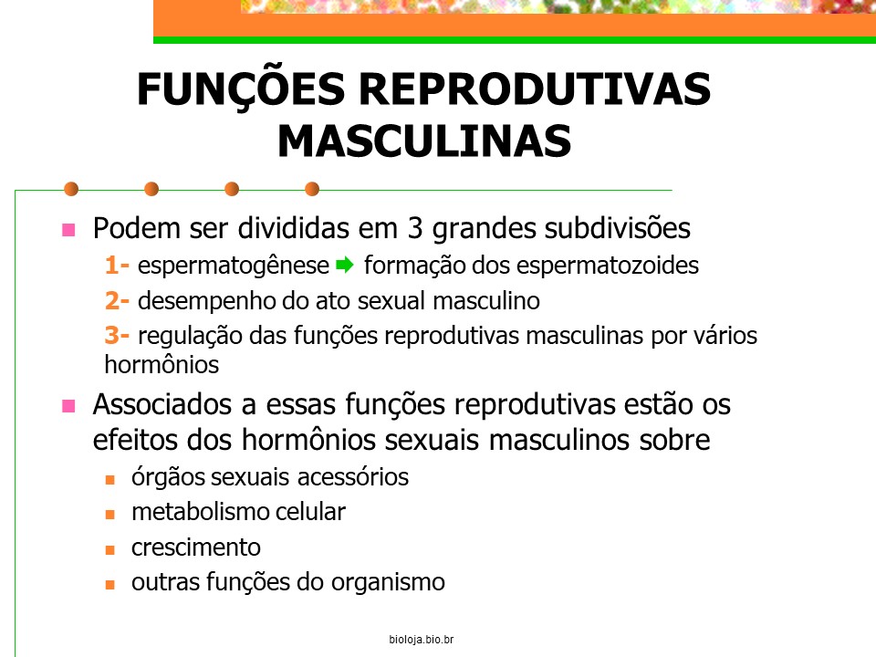Sistema reprodutor masculino slide 1