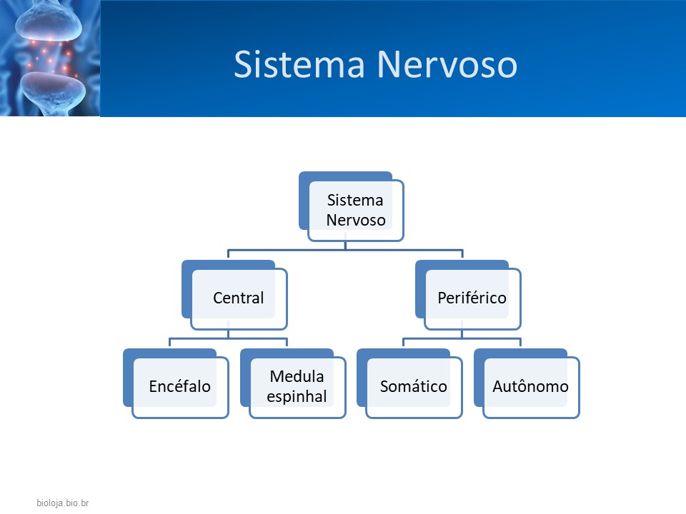 Sistema nervoso periférico: receptores adrenérgicos e colinérgicos slide 1