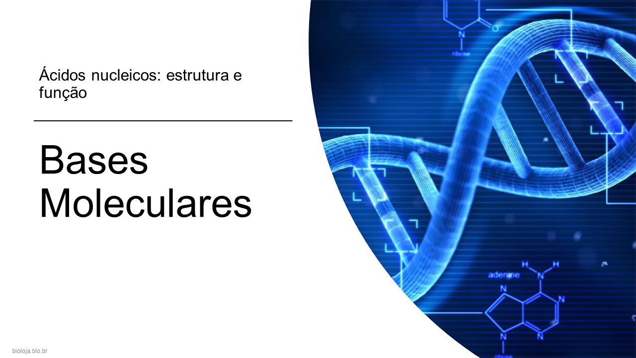 Bases moleculares e citológicas da hereditariedade slide 2
