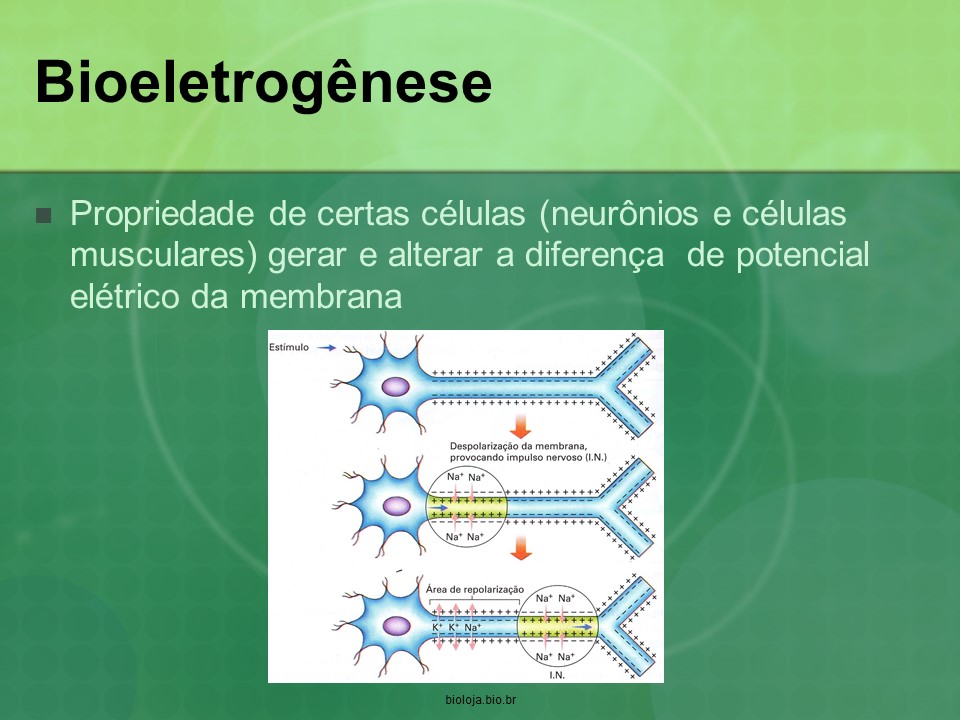 Bioeletrogênese slide 2