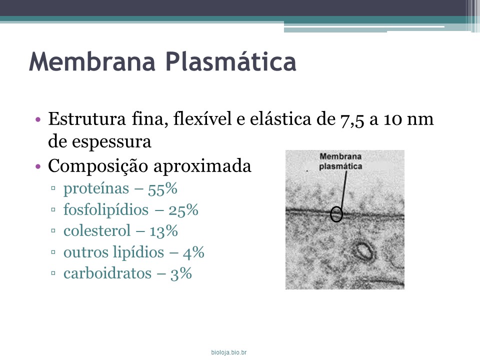 Membrana plasmática e transporte slide 2