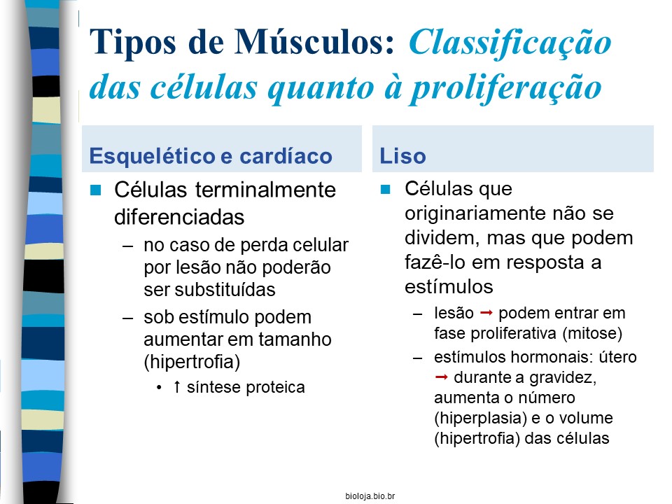 Fisiologia da Contração Muscular slide 2