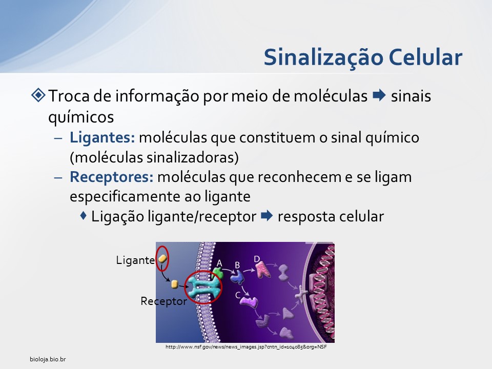 Sinalização Celular slide 2