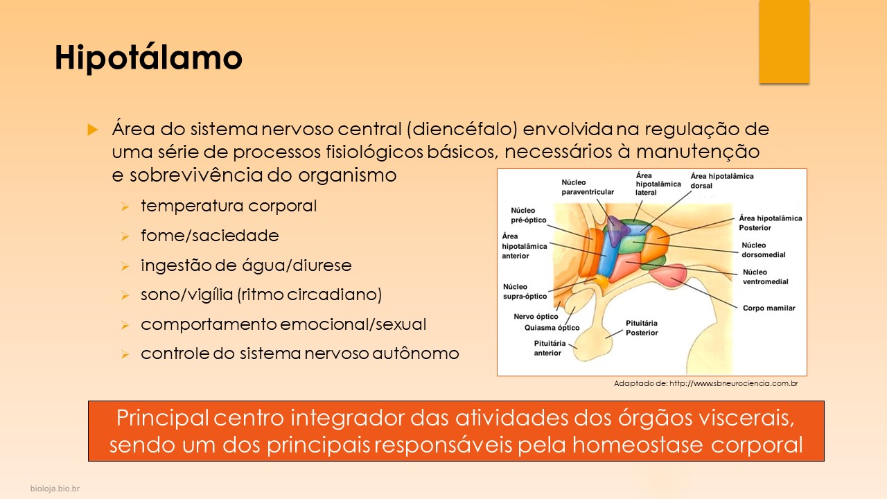 Fisiologia do Sistema Hipotalâmico-Hipofisário slide 2