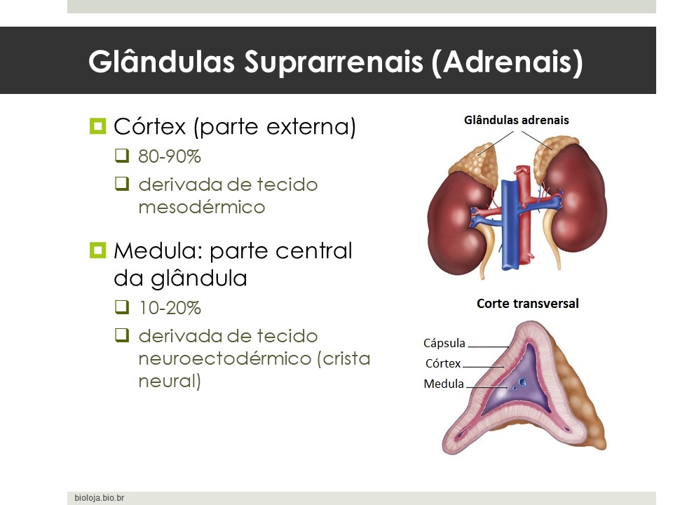 Glândulas Suprarrenais (Adrenais) slide 2