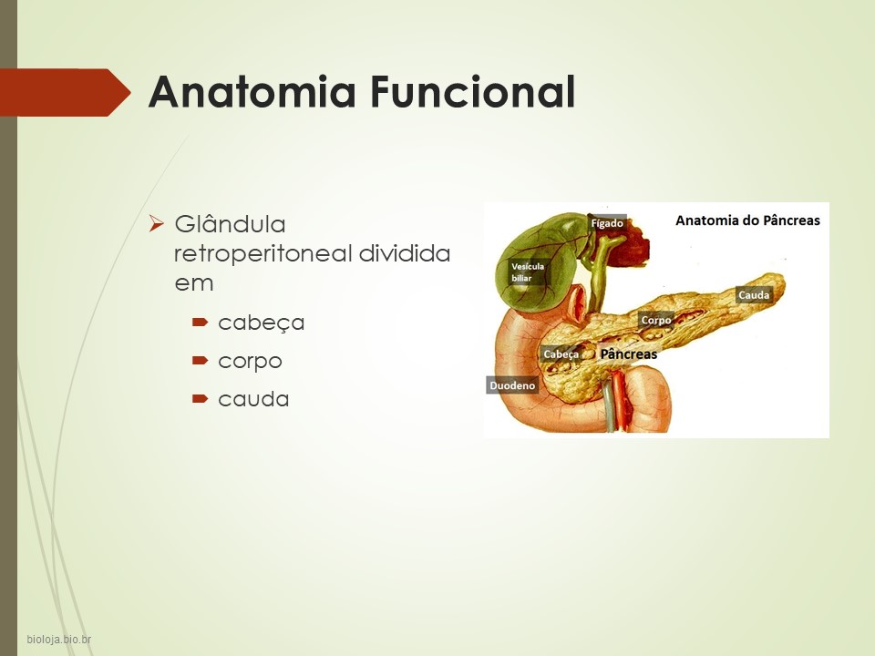 Pâncreas endócrino slide 2