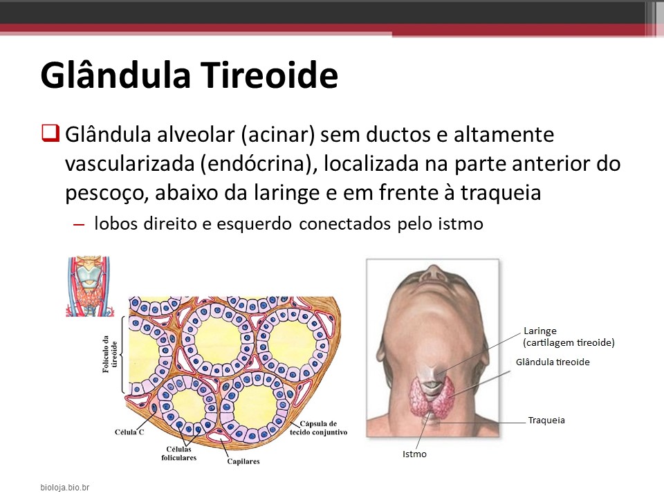 Tireoide e paratireoides slide 2