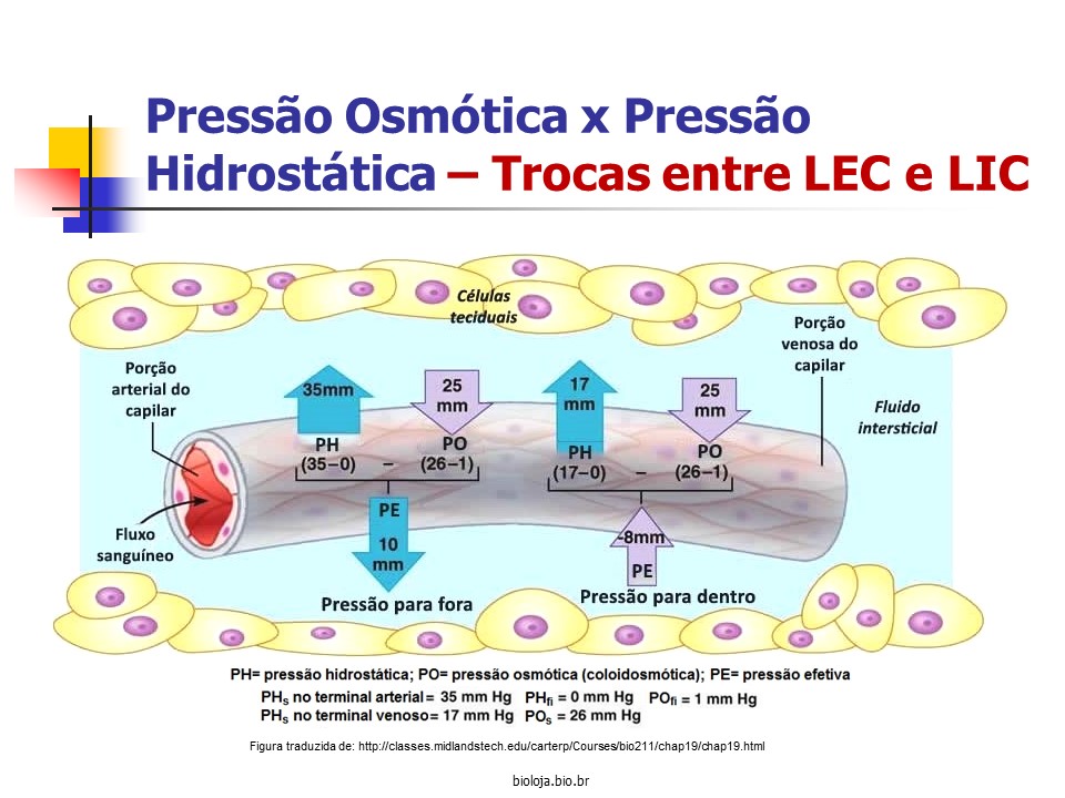 Sistema circulatório: visão geral slide 2