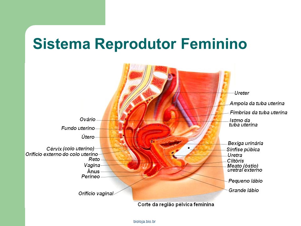 Sistema reprodutor feminino slide 2