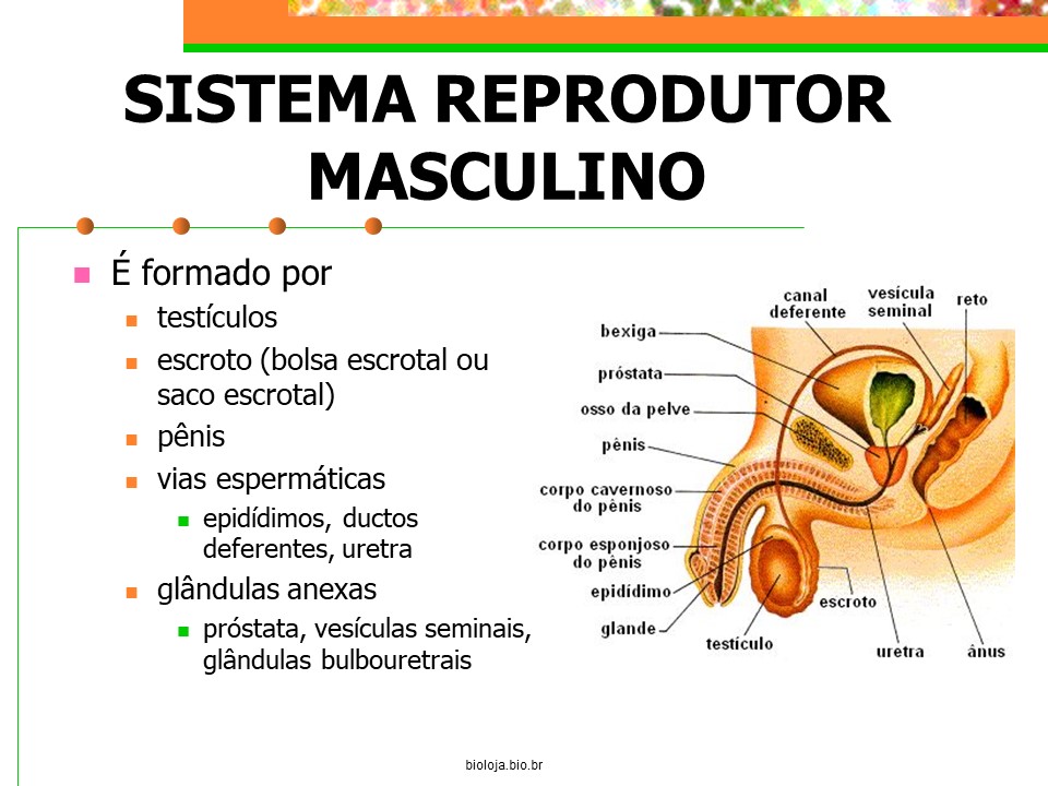 Sistema reprodutor masculino slide 2