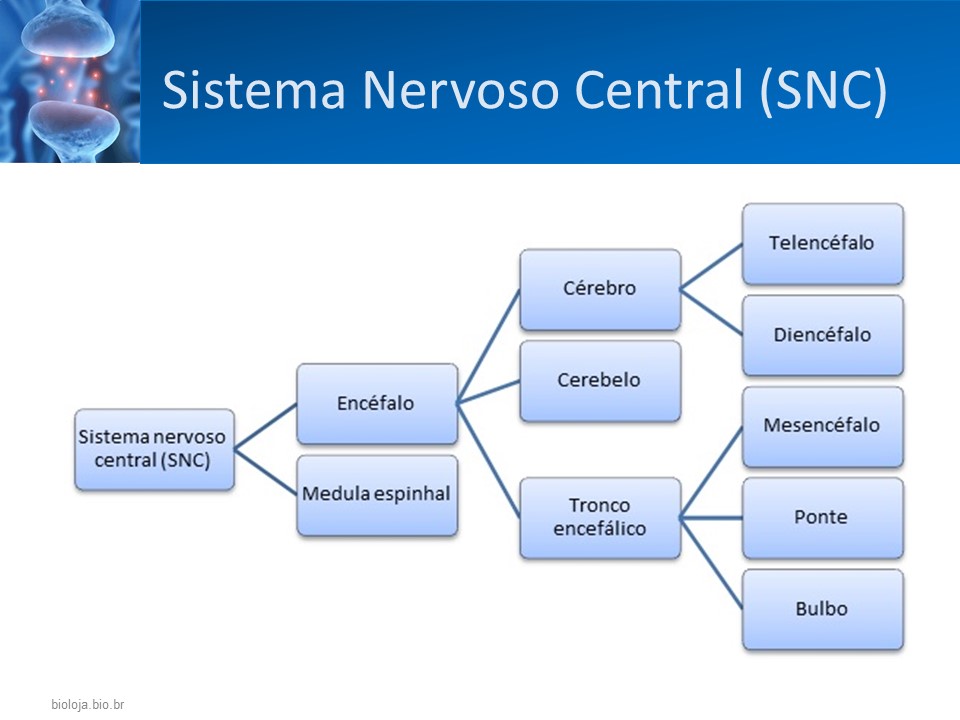 Sistema nervoso periférico: receptores adrenérgicos e colinérgicos slide 2