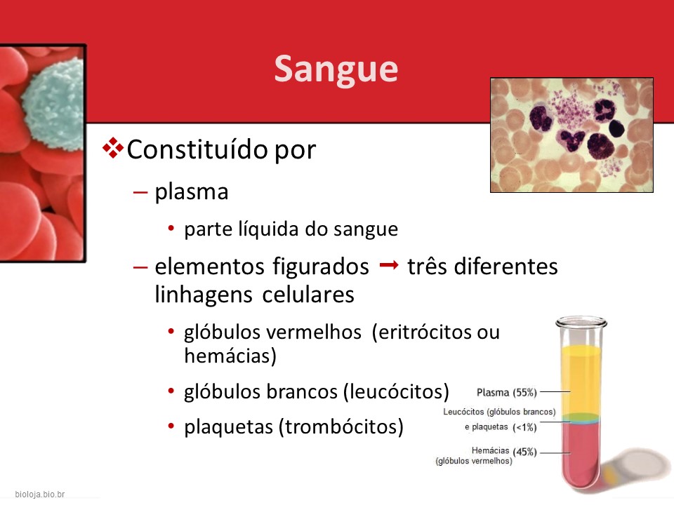Introdução à hematologia slide 2
