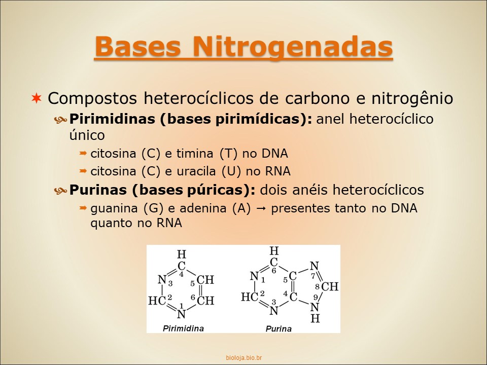 Ácidos nucleicos slide 3