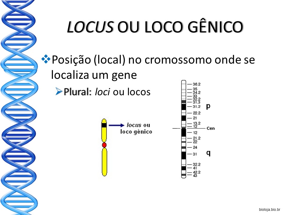 Conceitos básicos em genética slide 3