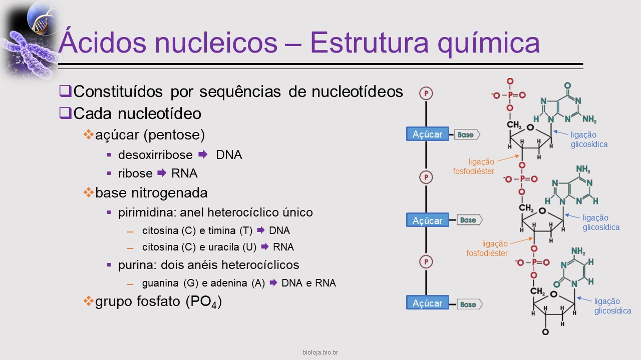 Bases moleculares e citológicas da hereditariedade slide 3