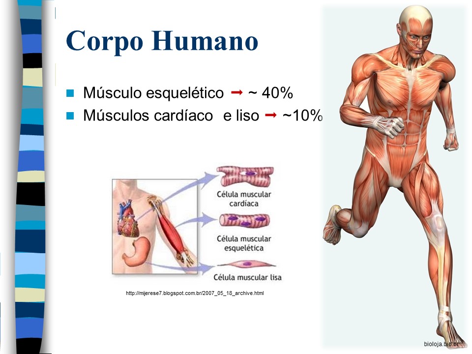 Fisiologia da Contração Muscular slide 3