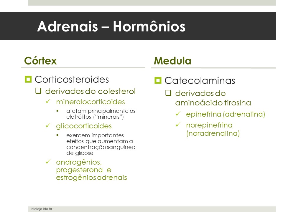 Glândulas Suprarrenais (Adrenais) slide 3