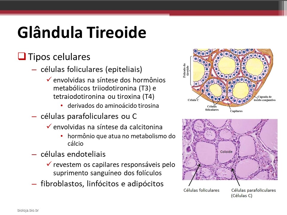 Tireoide e paratireoides slide 3