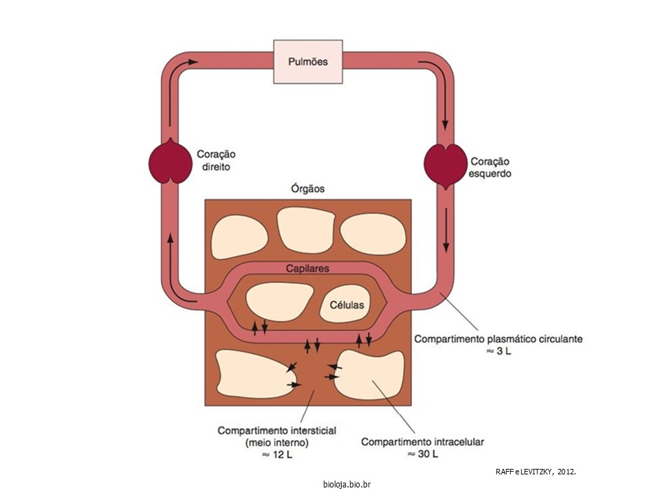 Sistema circulatório: visão geral slide 3