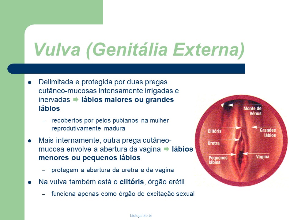 Sistema reprodutor feminino slide 3