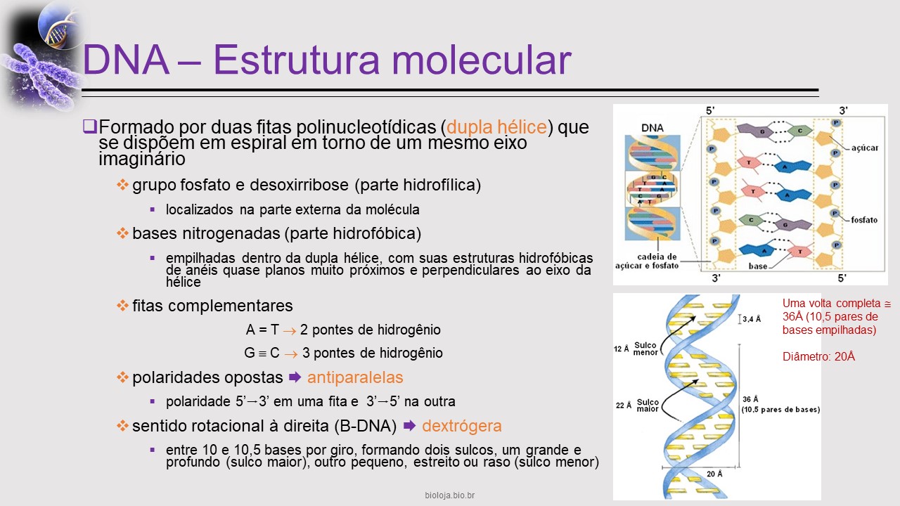 Bases moleculares e citológicas da hereditariedade slide 4