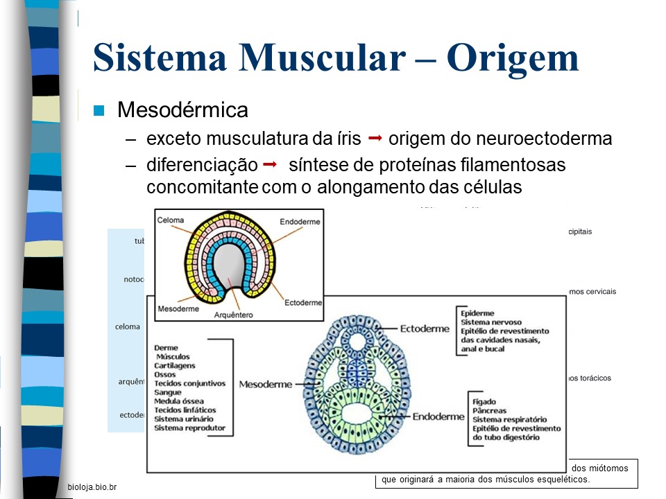 Fisiologia da Contração Muscular slide 4