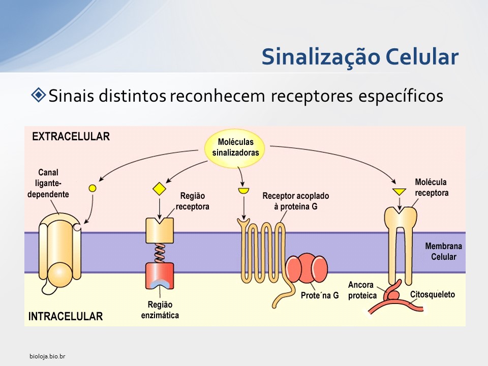 Sinalização Celular slide 4