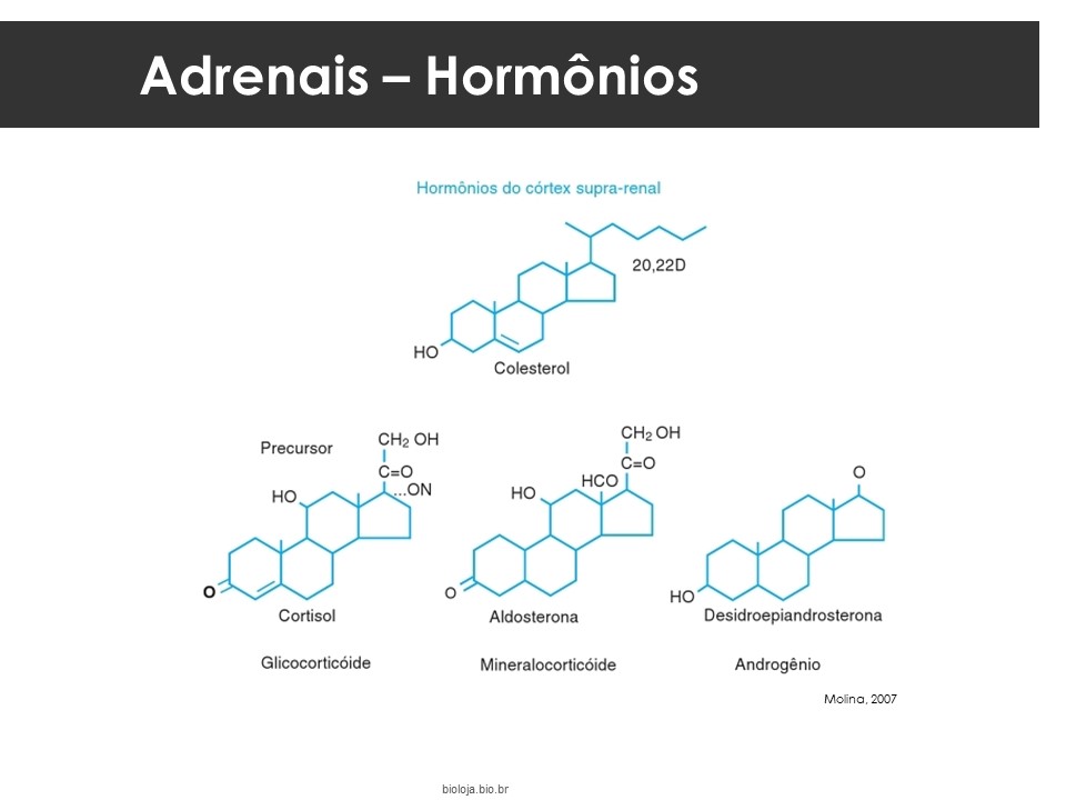 Glândulas Suprarrenais (Adrenais) slide 4