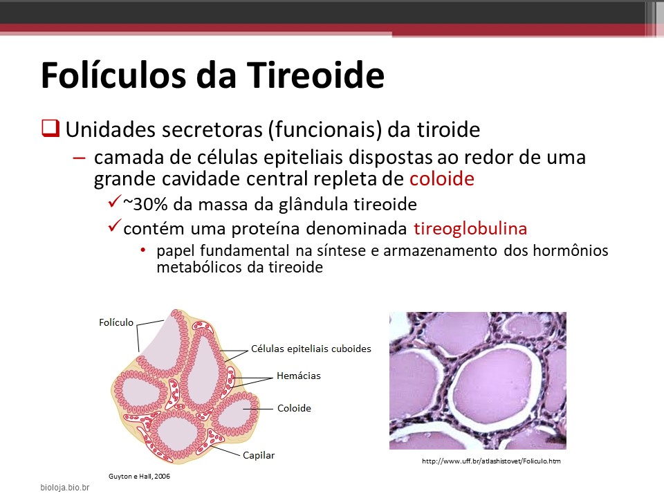 Tireoide e paratireoides slide 4