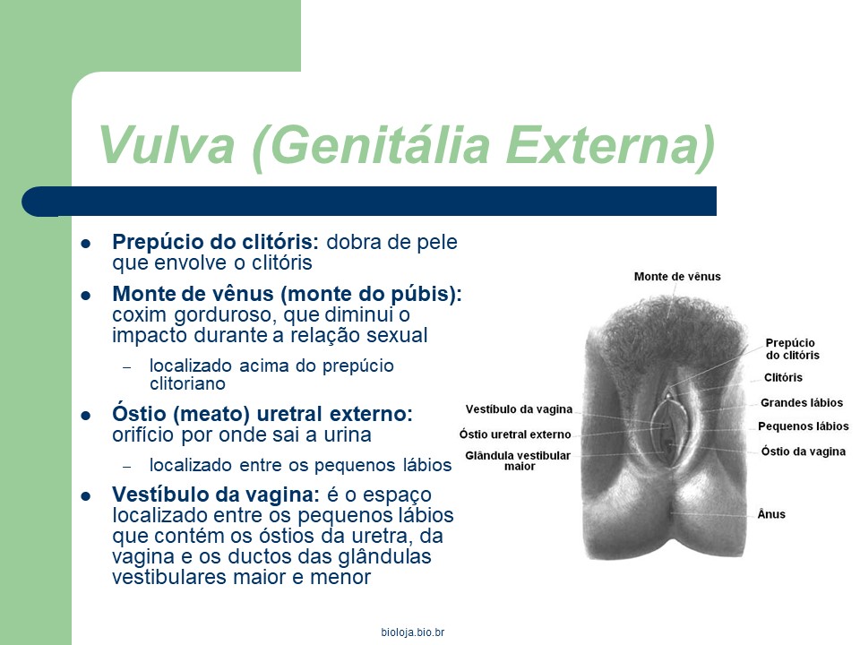 Sistema reprodutor feminino slide 4