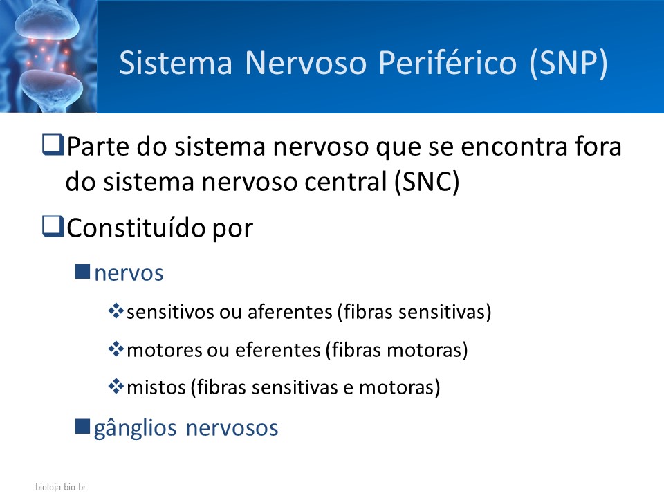 Sistema nervoso periférico: receptores adrenérgicos e colinérgicos slide 3