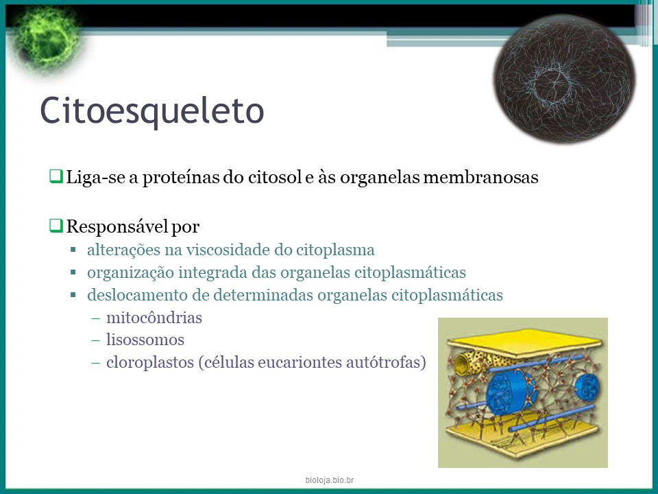 Citoesqueleto slide 4