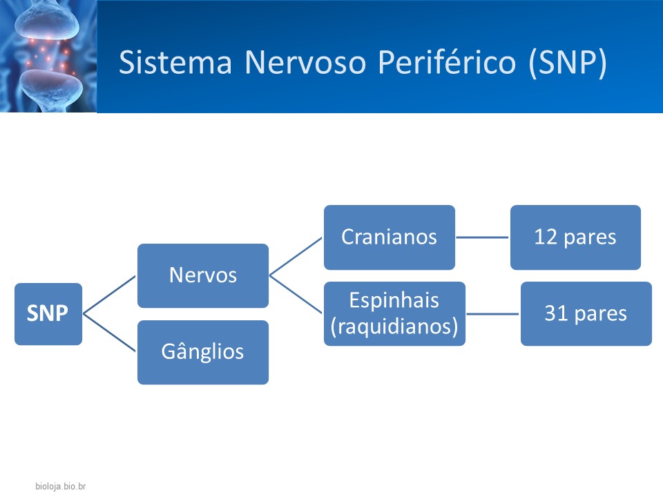 Sistema nervoso periférico: receptores adrenérgicos e colinérgicos slide 4