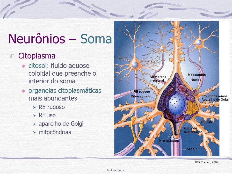 Sistema nervoso 1: neurônios, sinapses, neurotransmissores e glia slide 4