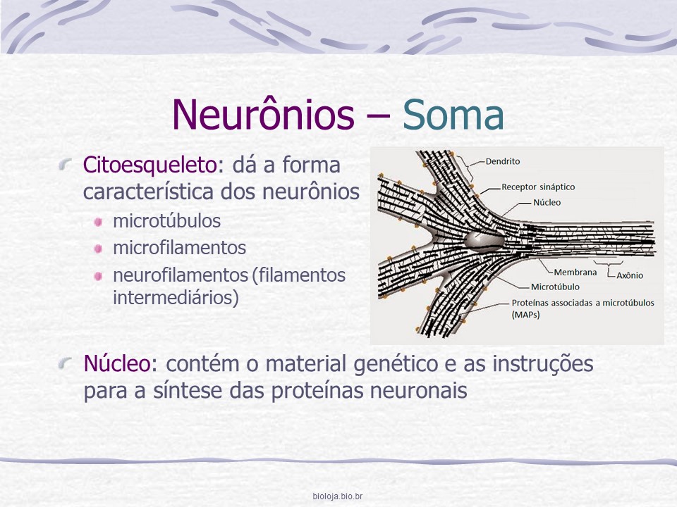 Sistema nervoso 1: neurônios, sinapses, neurotransmissores e glia slide 3
