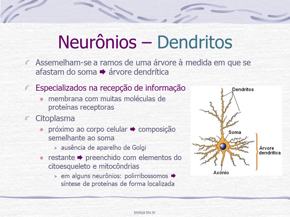 Sistema nervoso 1: neurônios, sinapses, neurotransmissores e glia slide 2