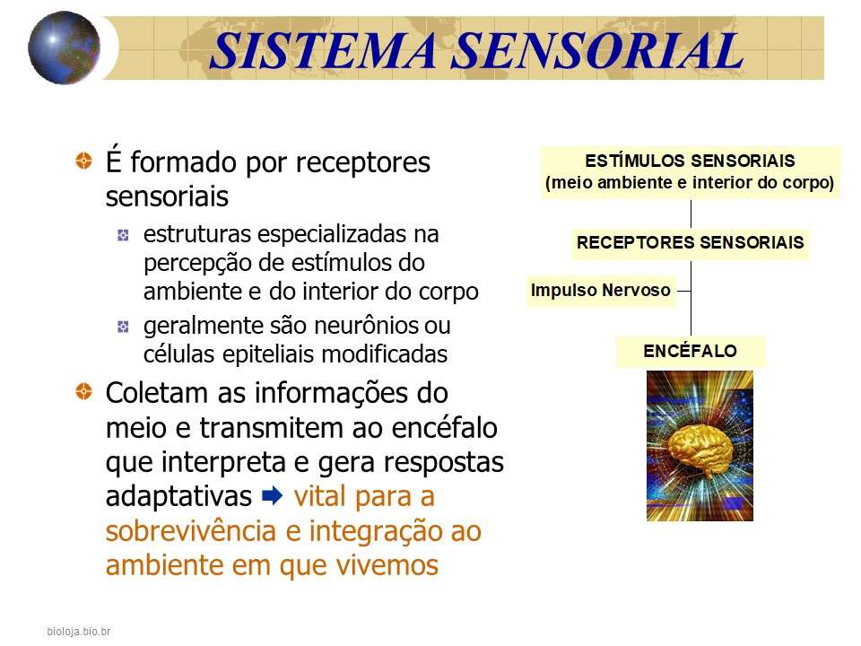 Sistema sensorial 1- olfação, gustação e paladar slide 1
