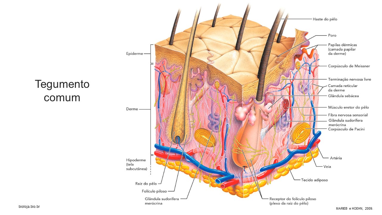 Sistema tegumentar: a pele humana slide 2