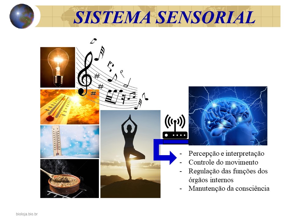 Sistema sensorial 1- olfação, gustação e paladar slide 2