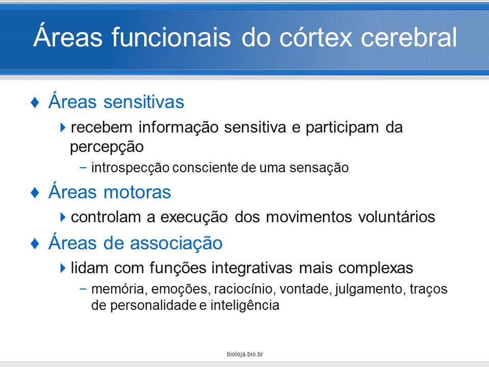 Organização funcional do córtex cerebral slide 3