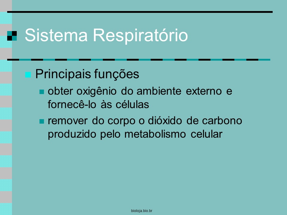 Introdução à estrutura e mecânica pulmonar slide 3