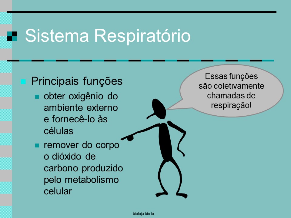 Introdução à estrutura e mecânica pulmonar slide 4