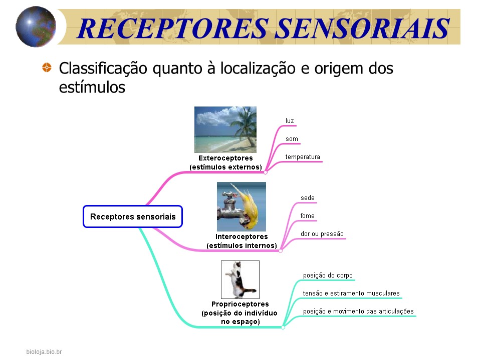 Sistema sensorial 1- olfação, gustação e paladar slide 4
